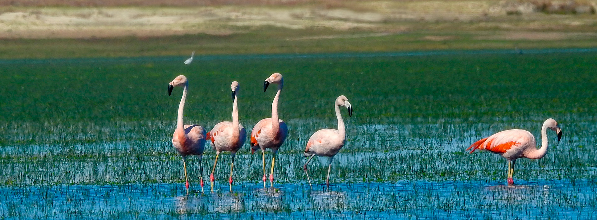 Foto Flamingos